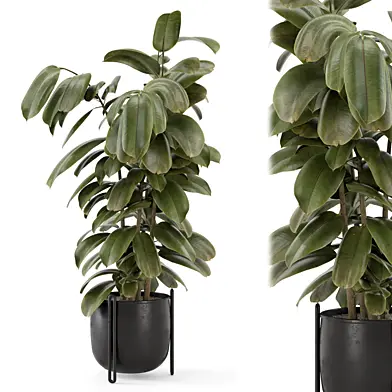 Indoor Ficus Plant Metal Pot_Set 3576