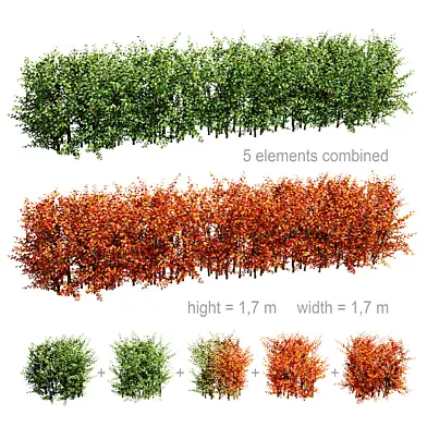 Hedge Cotoneaster