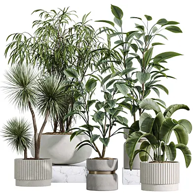 AV Indoor Plants Set 383 Yucca and Ficus Marginata and Banana Nicolai and Ficus Fig