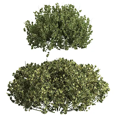 Bush set 001