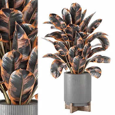 Indoor Plants Collection 2106