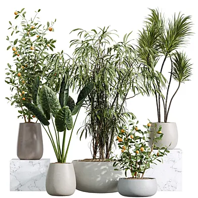 AV Indoor Plants Set 382 Orange Tree and Yucca and Japandi Decorative and Cunjevoi Alocasia