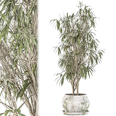Indoor plant 046