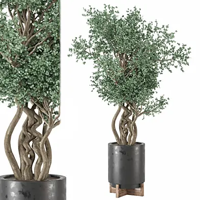 indoor Plants Collection 2125