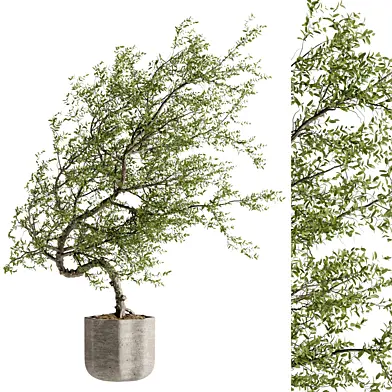 Indoor bonsai plants 116