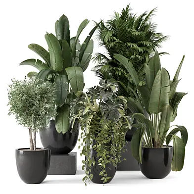 Indoor Plant in Black Minimal Pot 3623