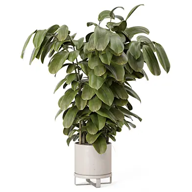 Indoor Ficus Plant Metal Pot_Set 3635