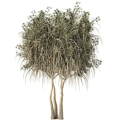 Tree 024