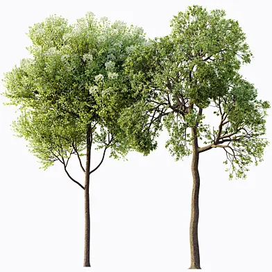AV Teak Tectona Grandis Tree and Shorea Robusta Sal Tree