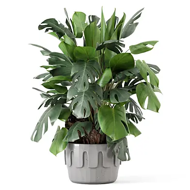 Big Leaf Plant in Minimal Pot_Set 3650