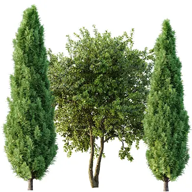 AV Water gum and Mediterranean Cypress 3Trees