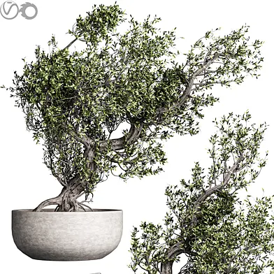 indoor plants 8