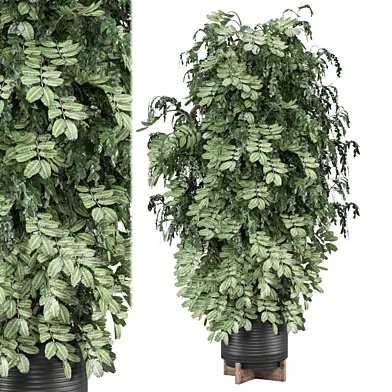 indoor Plants Collection 2154