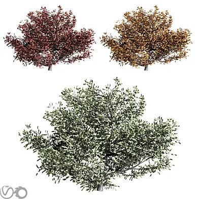 Natural Topiary Bush 2