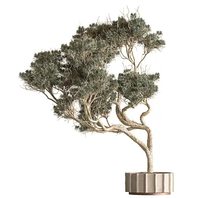 Indoor Plant 945 - White Stone Pine