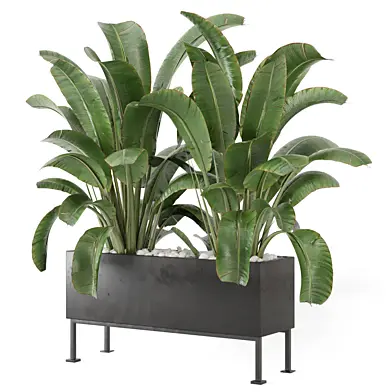 Outdoor Plants in Black Pot_Set 3697