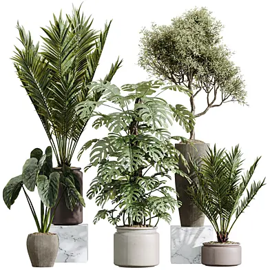 AV Indoor Plants Set 394 Cyara Palm and Mission olive and Elegant Monstera and Cunjevoi Alocasia