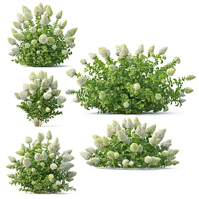 Hydrangea paniculate