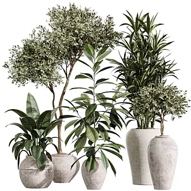 AV Indoor Plants Set 399 Olive and Dracaena Warneckii and Ficus Cyathistipula and Ficus Elastica