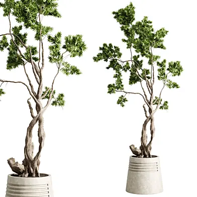 Tree in a concrete Pot - Indoor plant set 706
