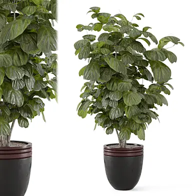 Indoor Ficus Lyrata Plant Pot_Set 3710