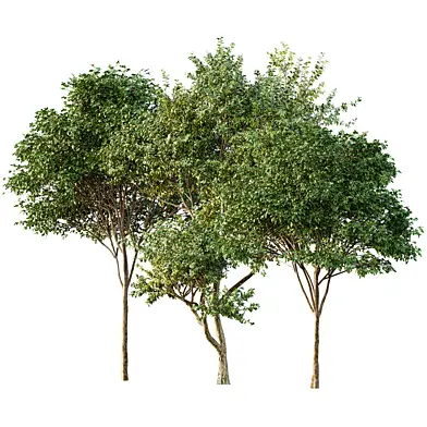 AV Eucalyptus and Gray alder alnus incana 3 trees