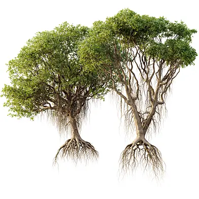 AV Mangrove Gray Avicennia Marina