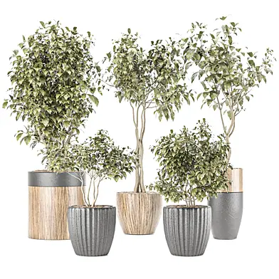 Indoor plant set 013