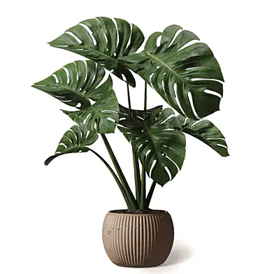Indoor Plant in Pot 297