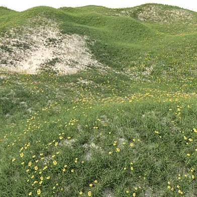Meadow 29