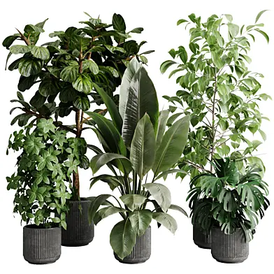 Ficus lyrata Ficus rubber Ravenala plant in a concrete pot - Indoor plant 708