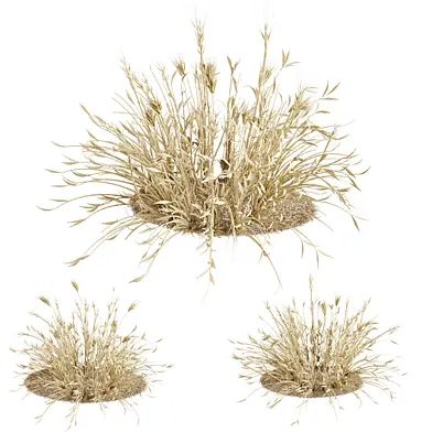 Dry wheat grass clumb