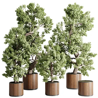 Tree bonsai in a wooden Pot - Indoor plant set 702 vray