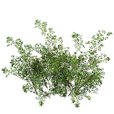 Green shrub natural pack