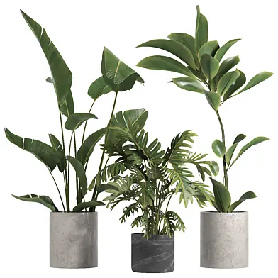 Indoor plant 055