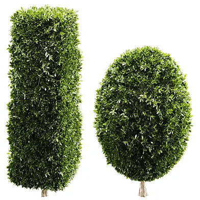 Topiary Boxwood Shrubs Rectangular Oval bush