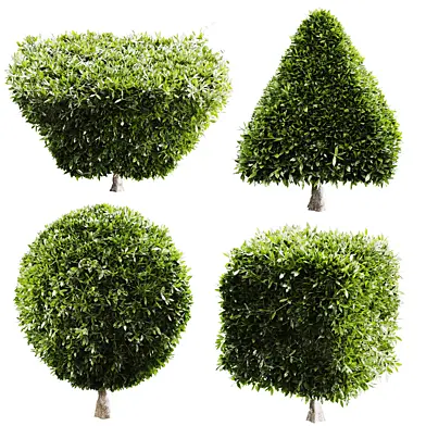 Topiary Boxwood Shrubs Rectangular Oval bush 002