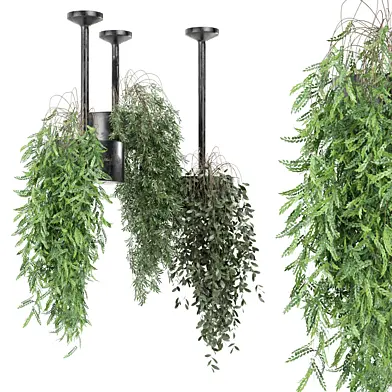 indoor hanging plants 2206