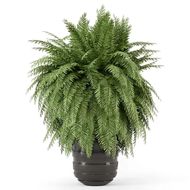 Indoor Fern Plants in Handmade Stone Pot_Set 3768