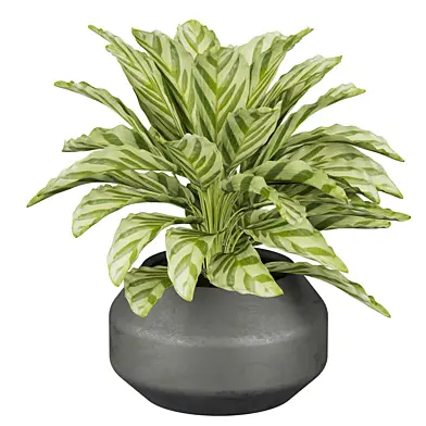 Collection plant vol 638 - Calathea Freddie