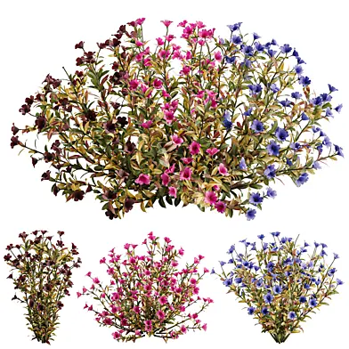 Multicolor Phlox Bush Arrangement