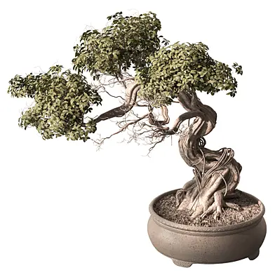 Indoor Plant 949 - Bonsai Plant