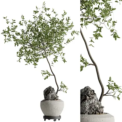 Indoor Bonsai Plants 120