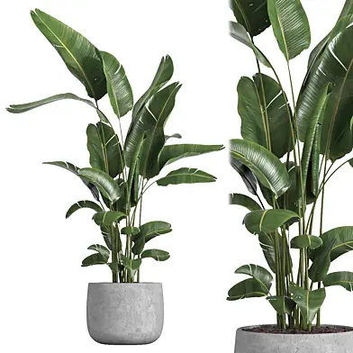 indoor plant 057