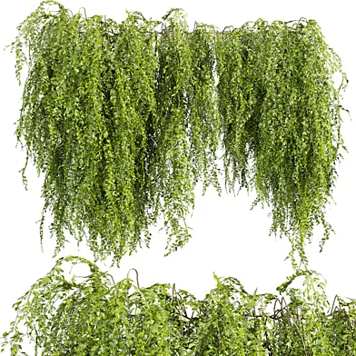 Collection plant vol 647 - ivy - creeper