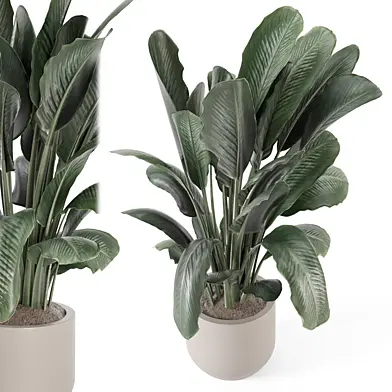 Big Leaf Plant in Minimal Pot_Set 3794