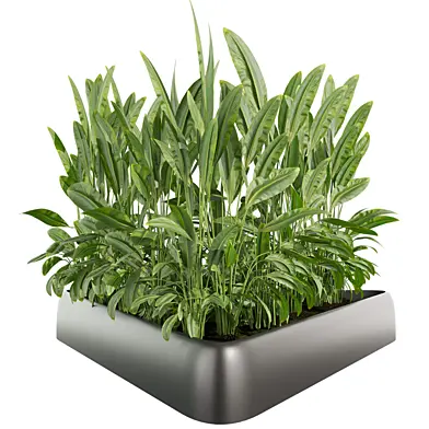 Collection plant vol 656 - banana - garden - monstera