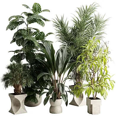 Tree palm Monstera deliciosa in a concrete  pot - Indoor plant set 719