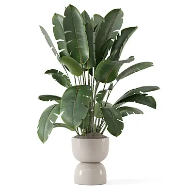 Indoor Plants in Rusty Concrete Pot_Set 3809