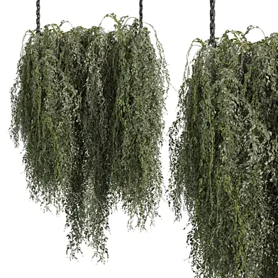 Collection plant vol 668 - hanging - bush - ampelous